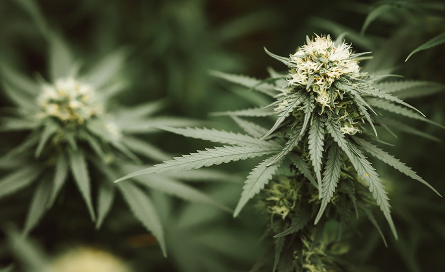 Quelles sont les contre-indications au CBD ?