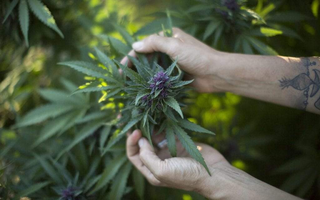 Les produits au CBD peuvent-ils contenir du THC ?